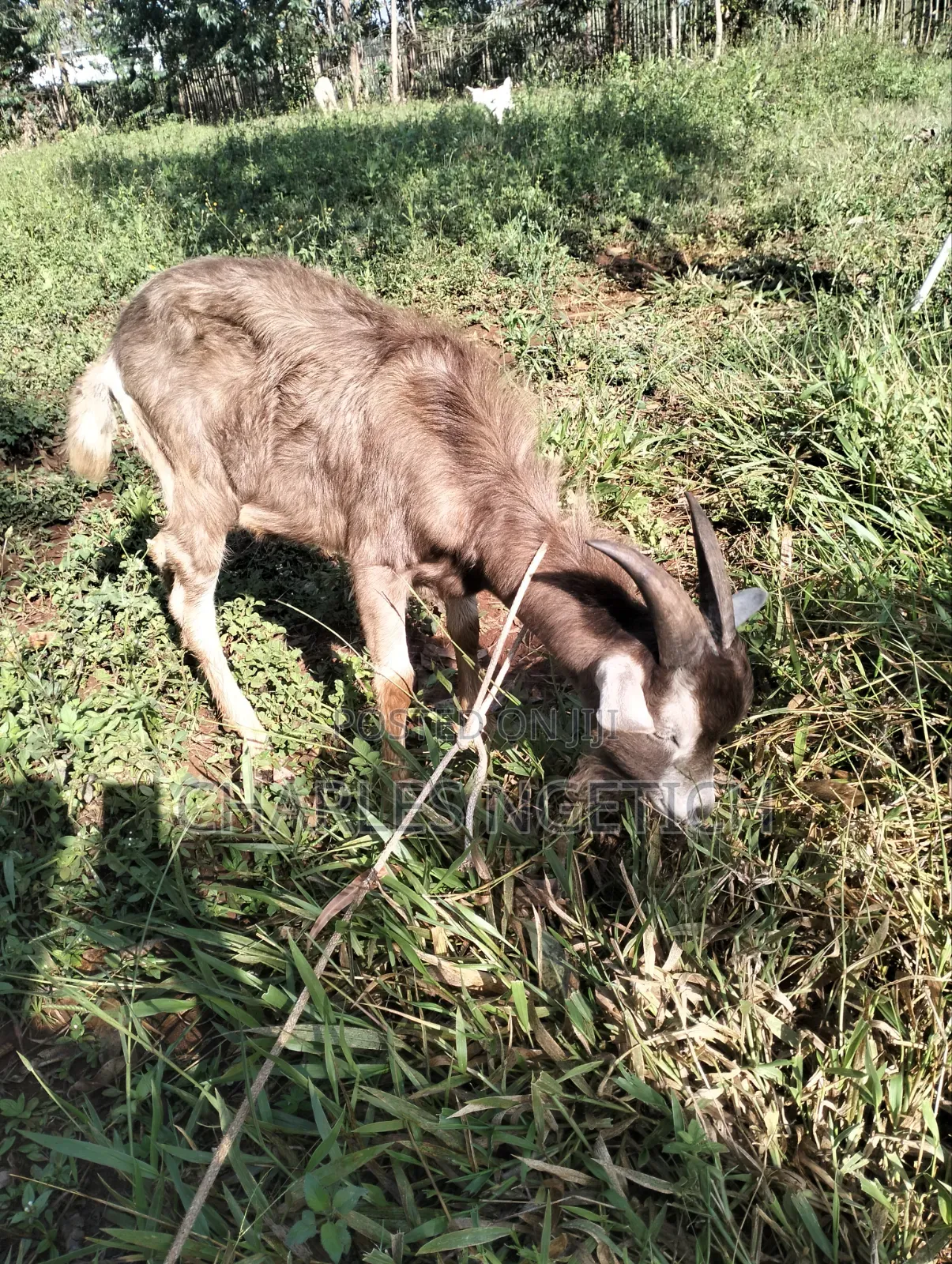 Dairy Goats