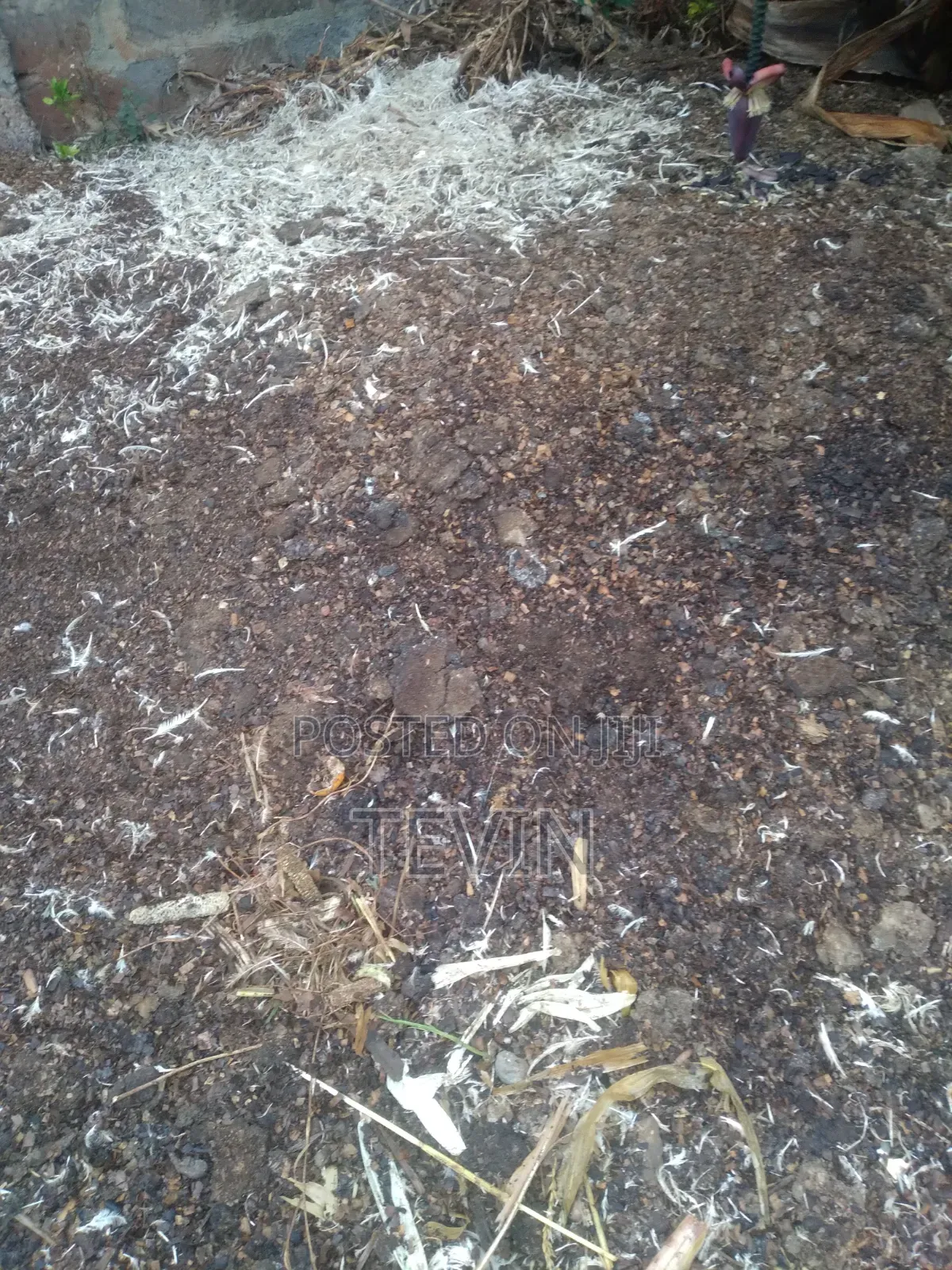 Chicken Manure