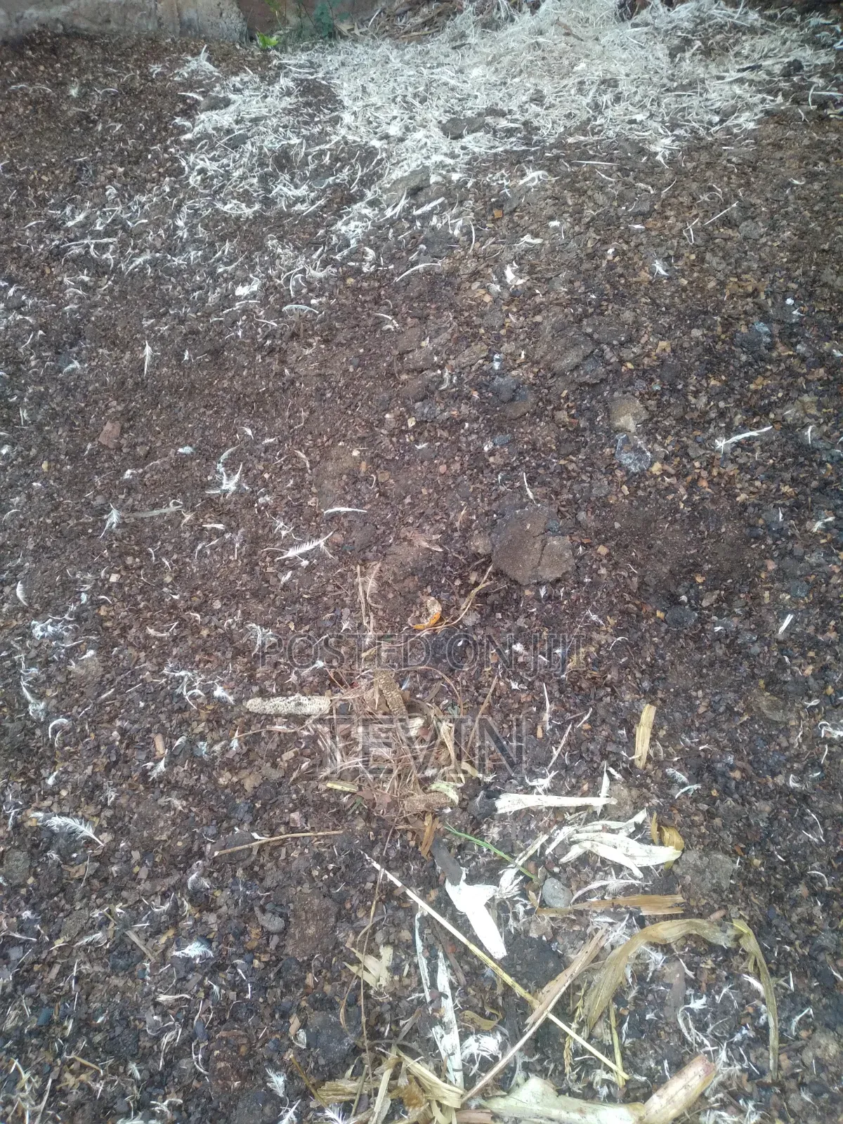 Chicken Manure