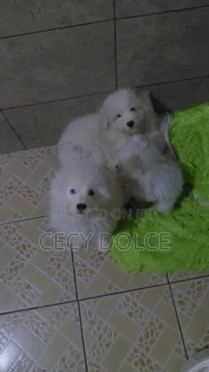 1-3 months Male Mixed Breed Maltese