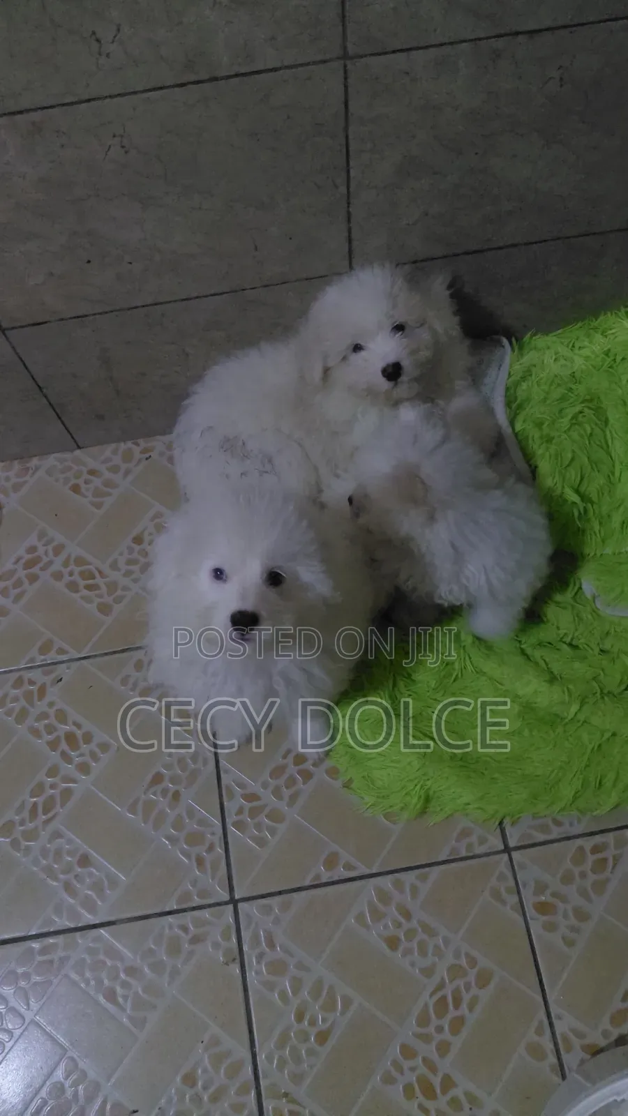1-3 months Male Mixed Breed Maltese