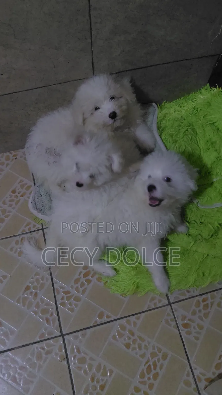 1-3 months Male Mixed Breed Maltese