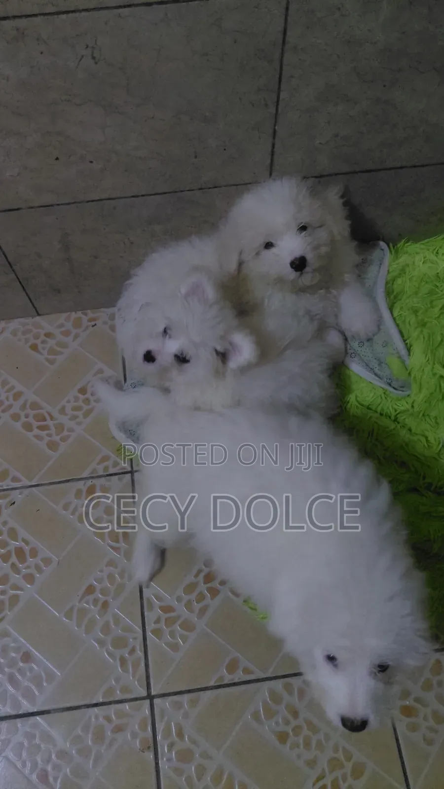 1-3 months Male Mixed Breed Maltese