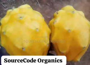 Ecuador Palora Yellow Dragon Fruit Seedlings