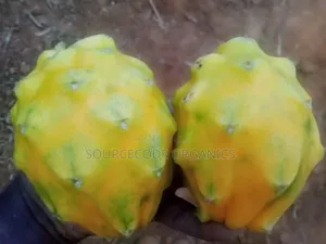 Ecuador Palora Yellow Dragon Fruit Seedlings