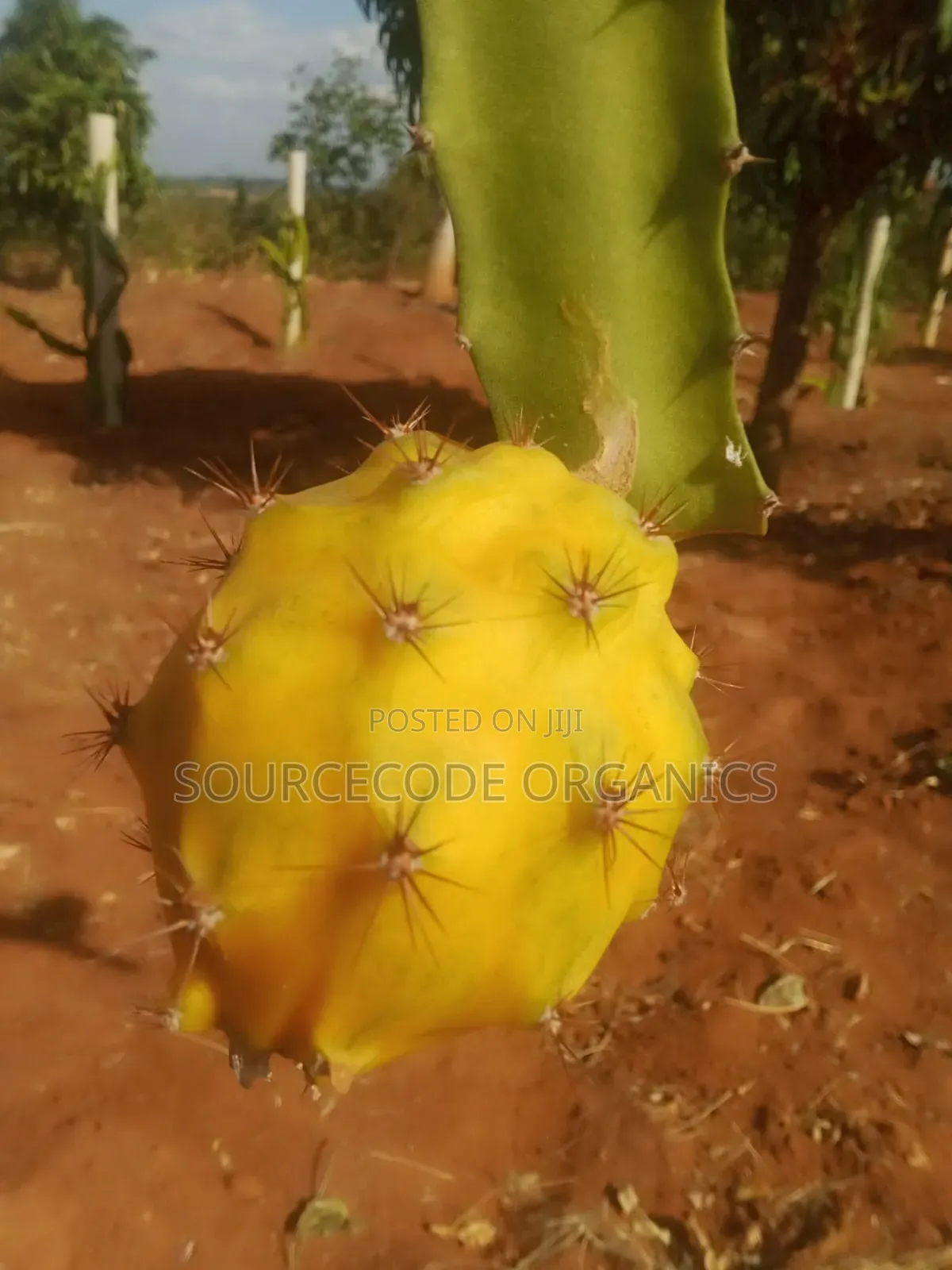 Ecuador Palora Yellow Dragon Fruit Seedlings