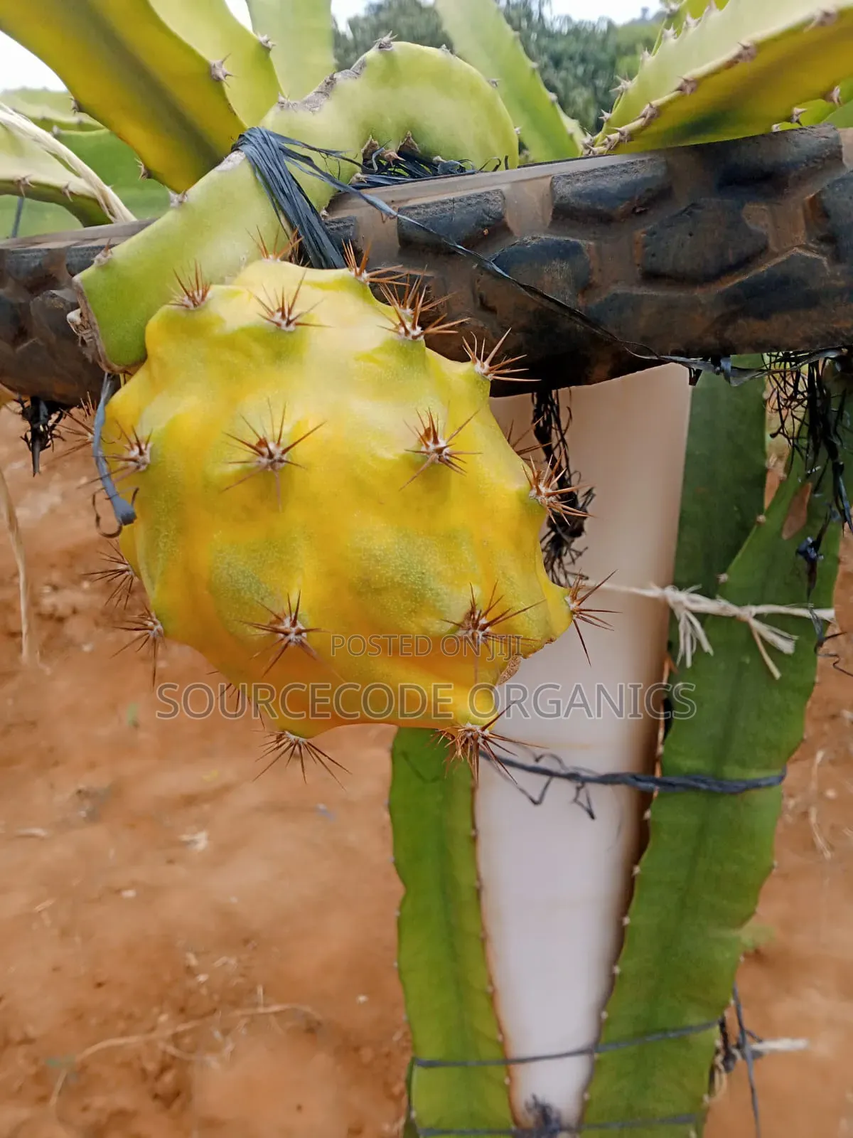 Ecuador Palora Yellow Dragon Fruit Seedlings
