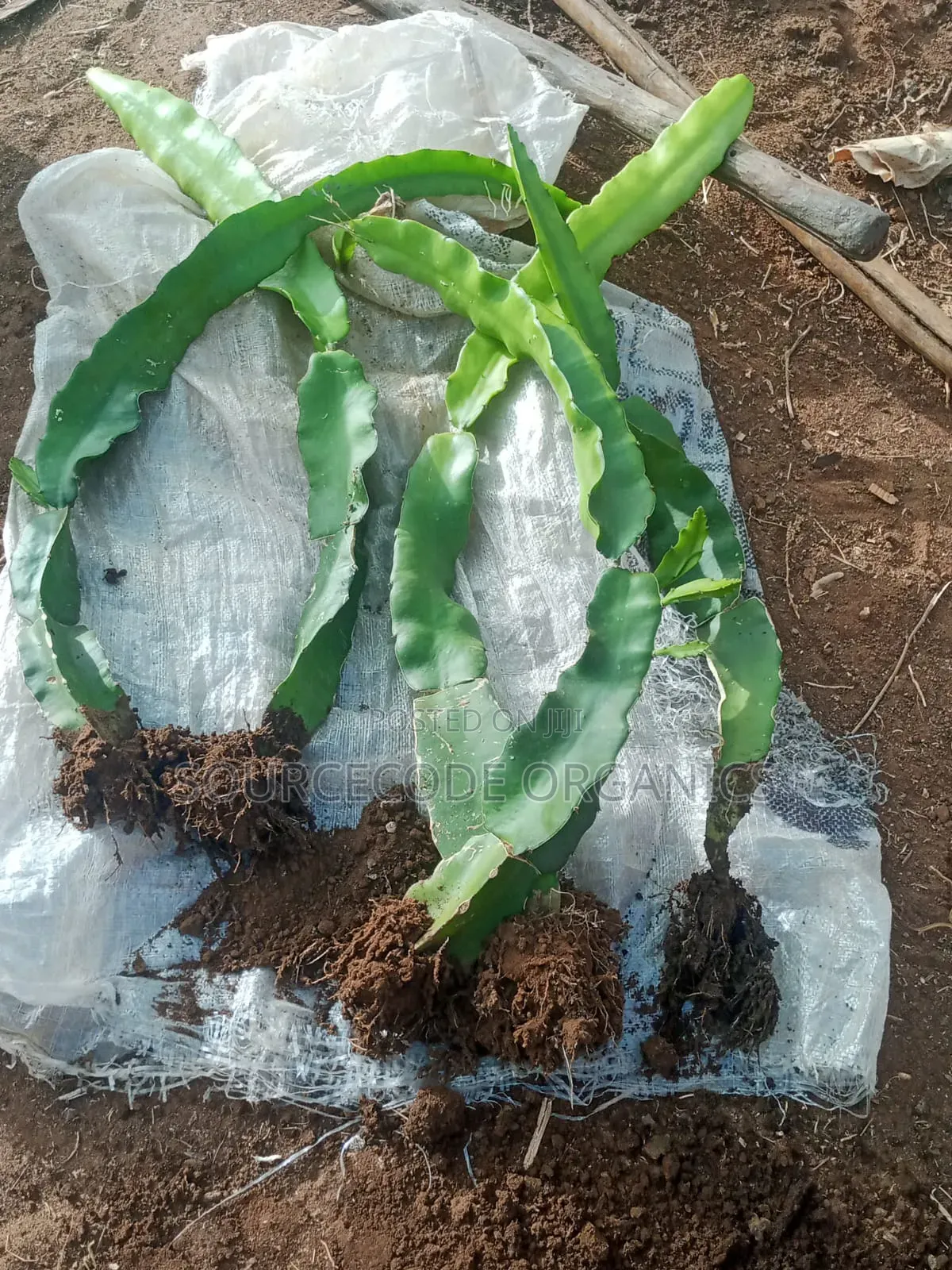 ISIS Golden Yellow Dragon Fruits Seedlings