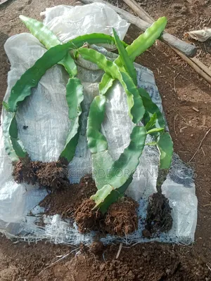 ISIS Golden Yellow Dragon Fruits Seedlings