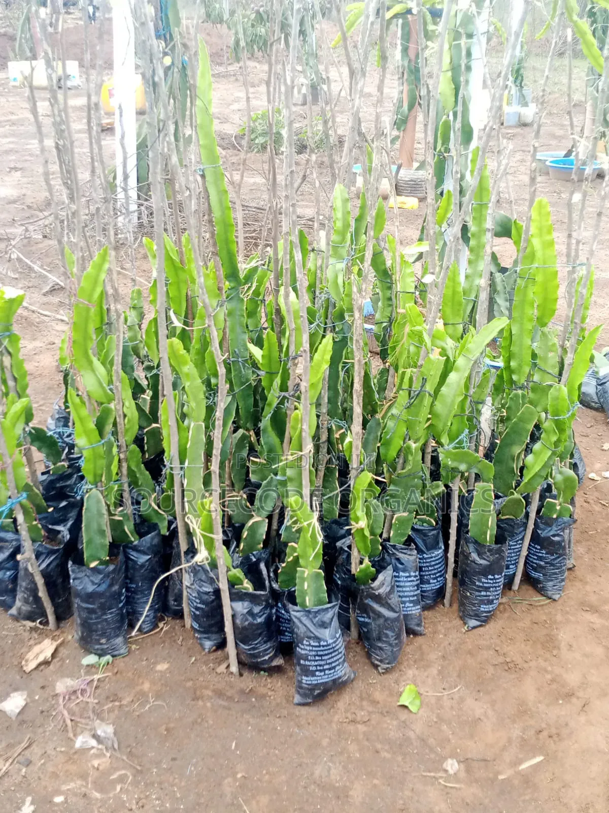 ISIS Golden Yellow Dragon Fruits Seedlings