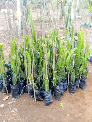 ISIS Golden Yellow Dragon Fruits Seedlings