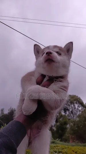 1-3 months Female Purebred Siberian Husky
