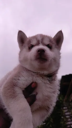 1-3 months Female Purebred Siberian Husky