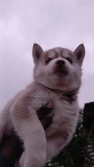 1-3 months Female Purebred Siberian Husky