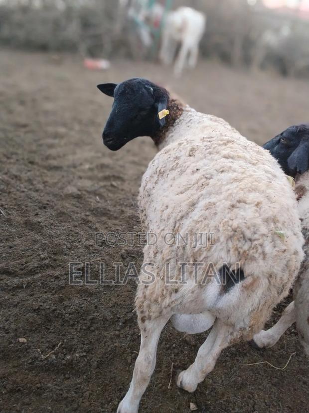 Dorper Ram