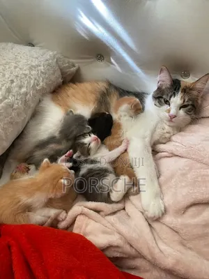 1-3 months Male Mixed Breed American Shorthair