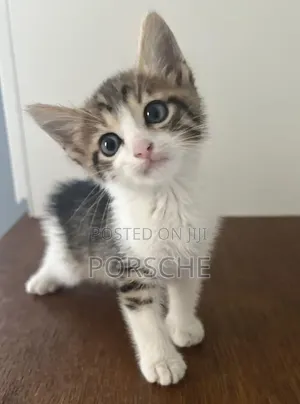 1-3 months Male Mixed Breed American Shorthair