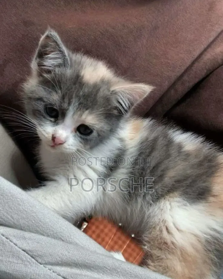 1-3 months Male Mixed Breed American Shorthair