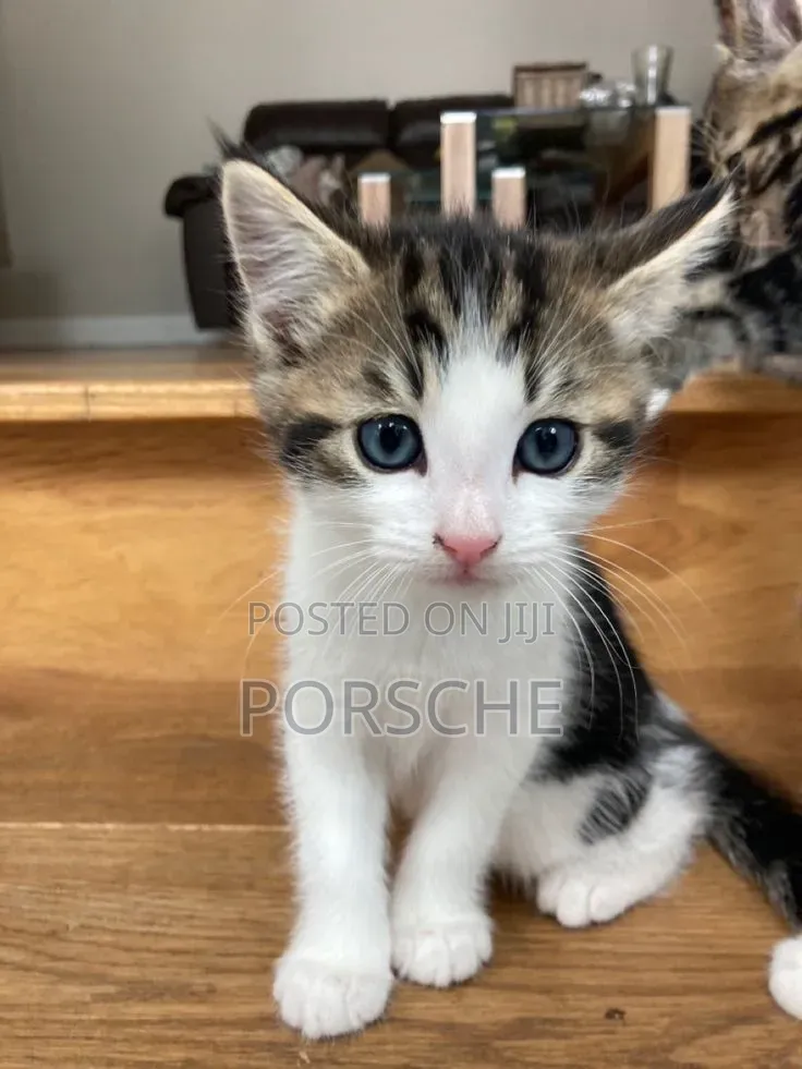 1-3 months Male Mixed Breed American Shorthair