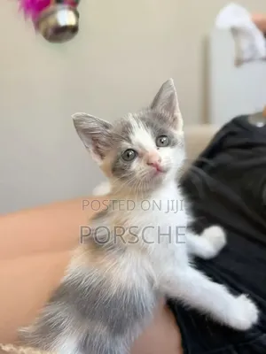 1-3 months Male Mixed Breed American Shorthair
