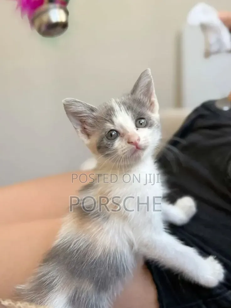1-3 months Male Mixed Breed American Shorthair