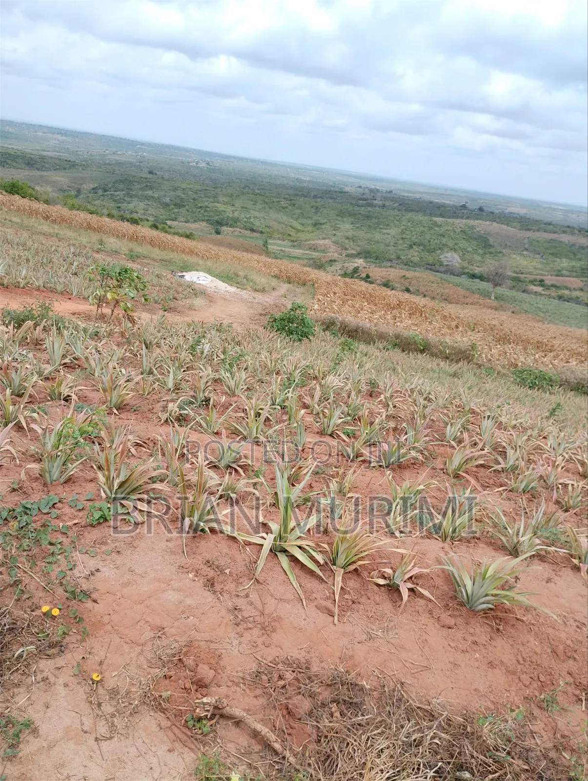 20 Acres Prime Land
