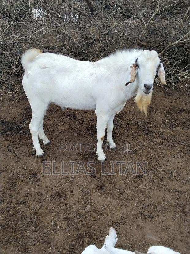 Galla Goat's