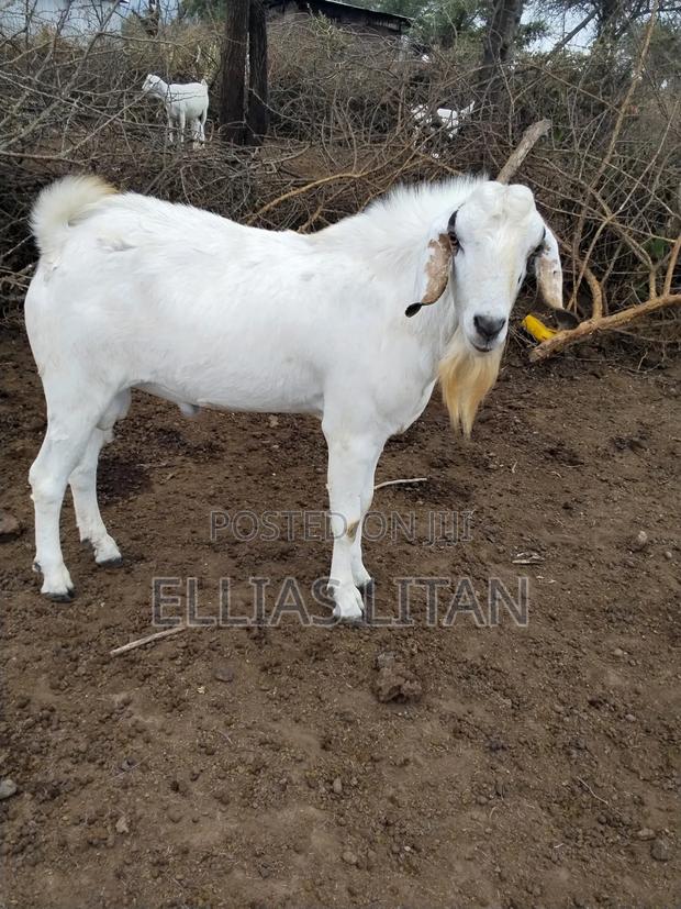 Galla Goat's - thumbnail 2