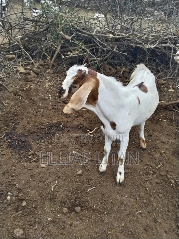 Galla Goat's - thumbnail 3