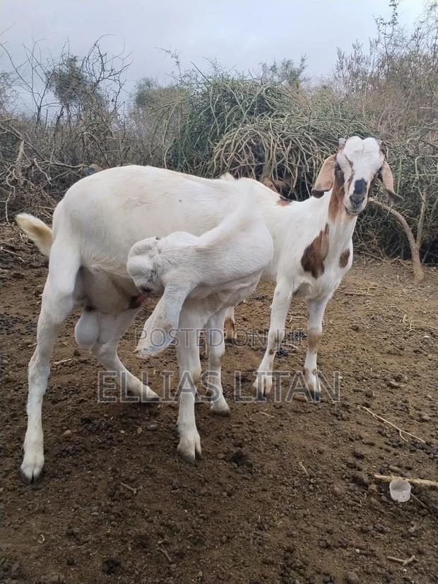 Galla Goat's - thumbnail 4