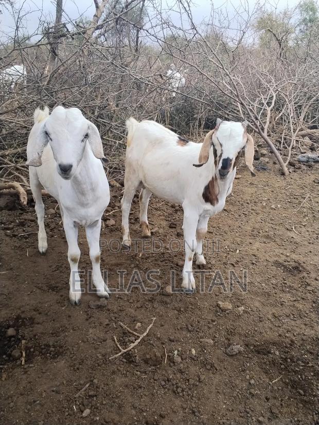 Galla Goat's - thumbnail 5
