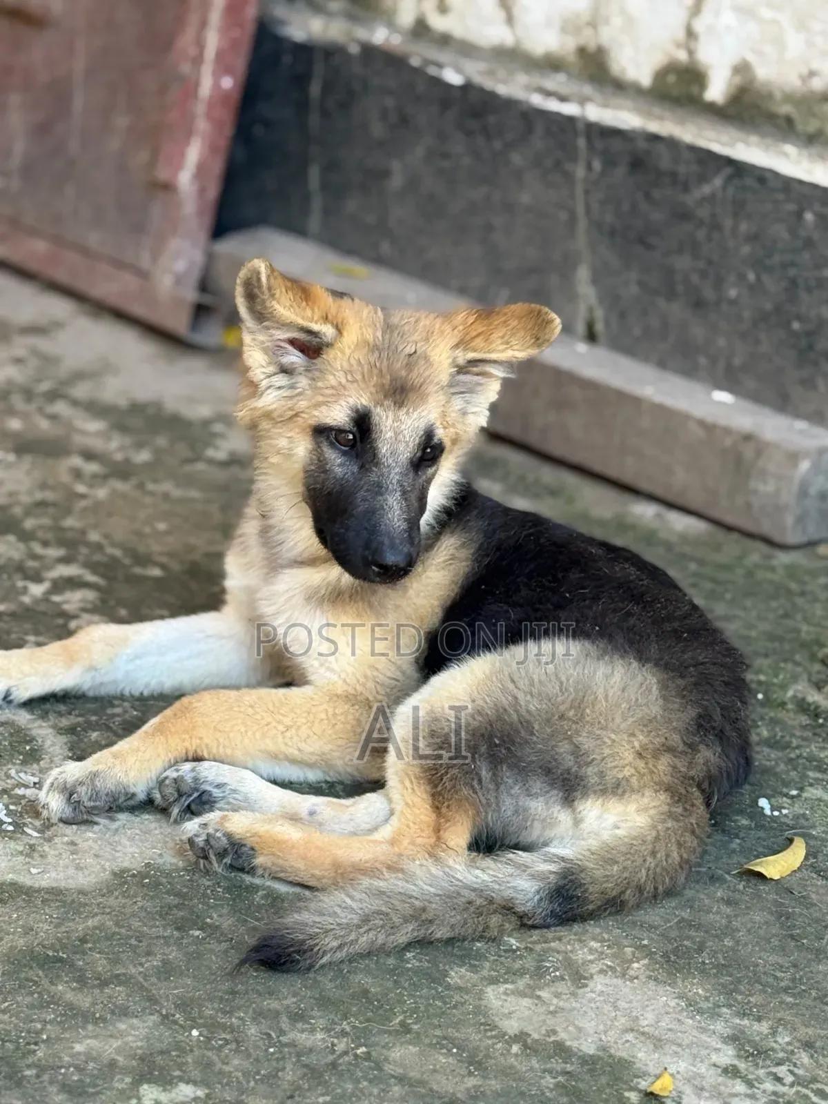 1-3 months Male Purebred German Shepherd