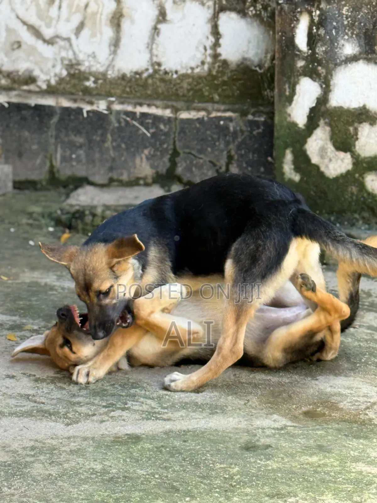1-3 months Male Purebred German Shepherd