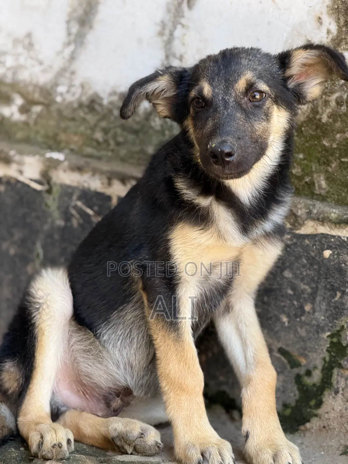 1-3 months Male Purebred German Shepherd