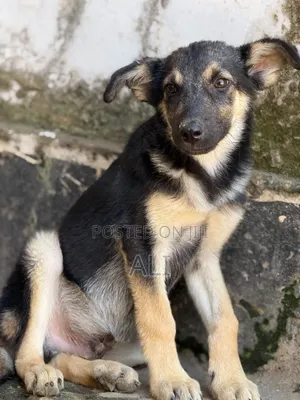1-3 months Male Purebred German Shepherd