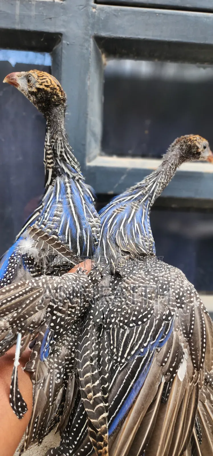 Vulturine Guinea Fowls Keets