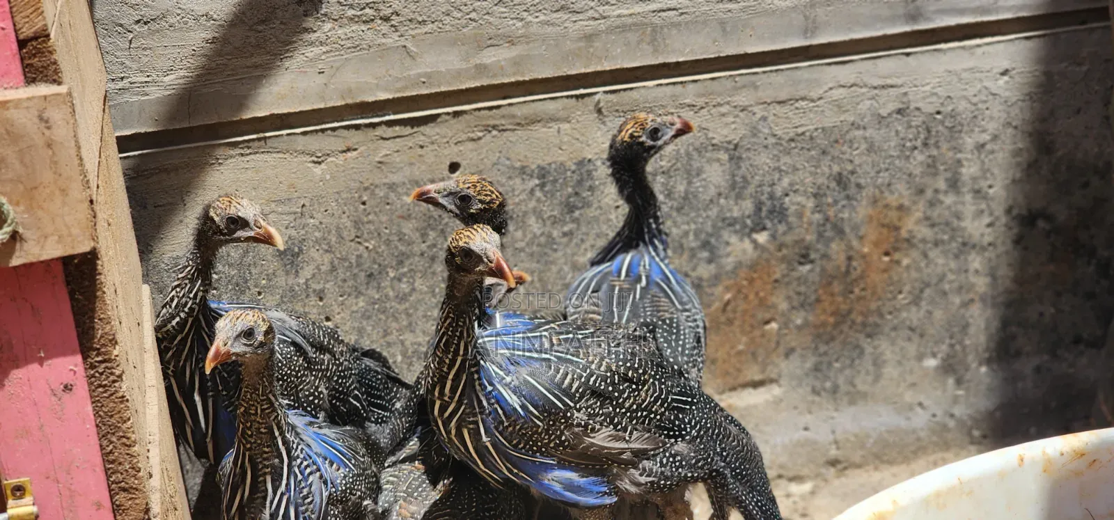 Vulturine Guinea Fowls Keets