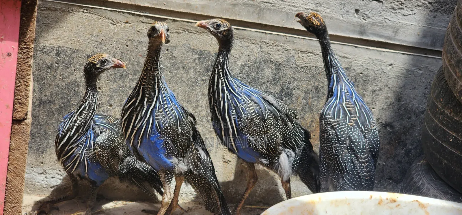 Vulturine Guinea Fowls Keets