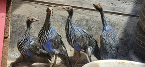 Vulturine Guinea Fowls Keets