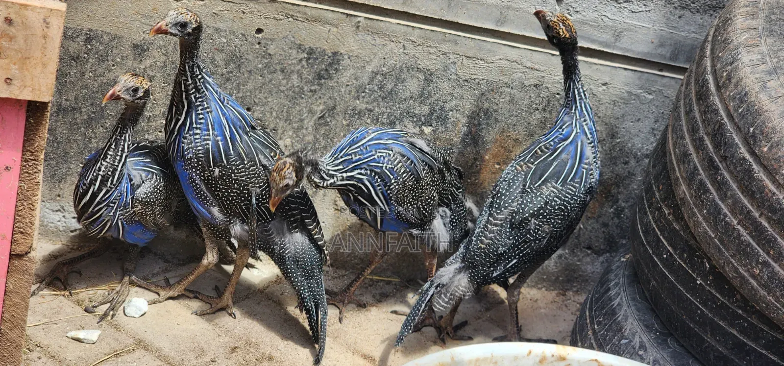 Vulturine Guinea Fowls Keets