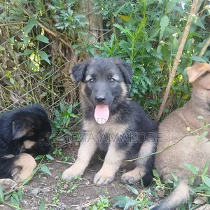 1-3 months Female Mixed Breed German Shepherd