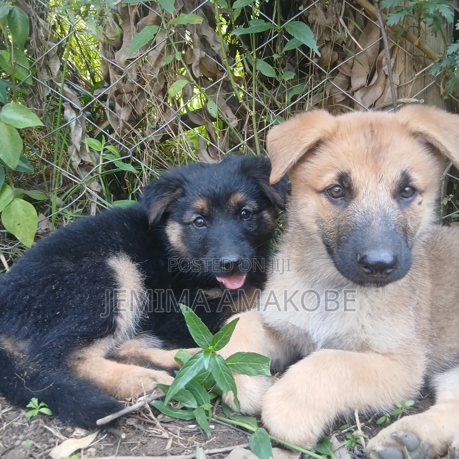 1-3 months Female Mixed Breed German Shepherd