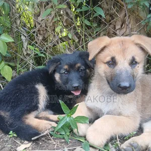 1-3 months Female Mixed Breed German Shepherd