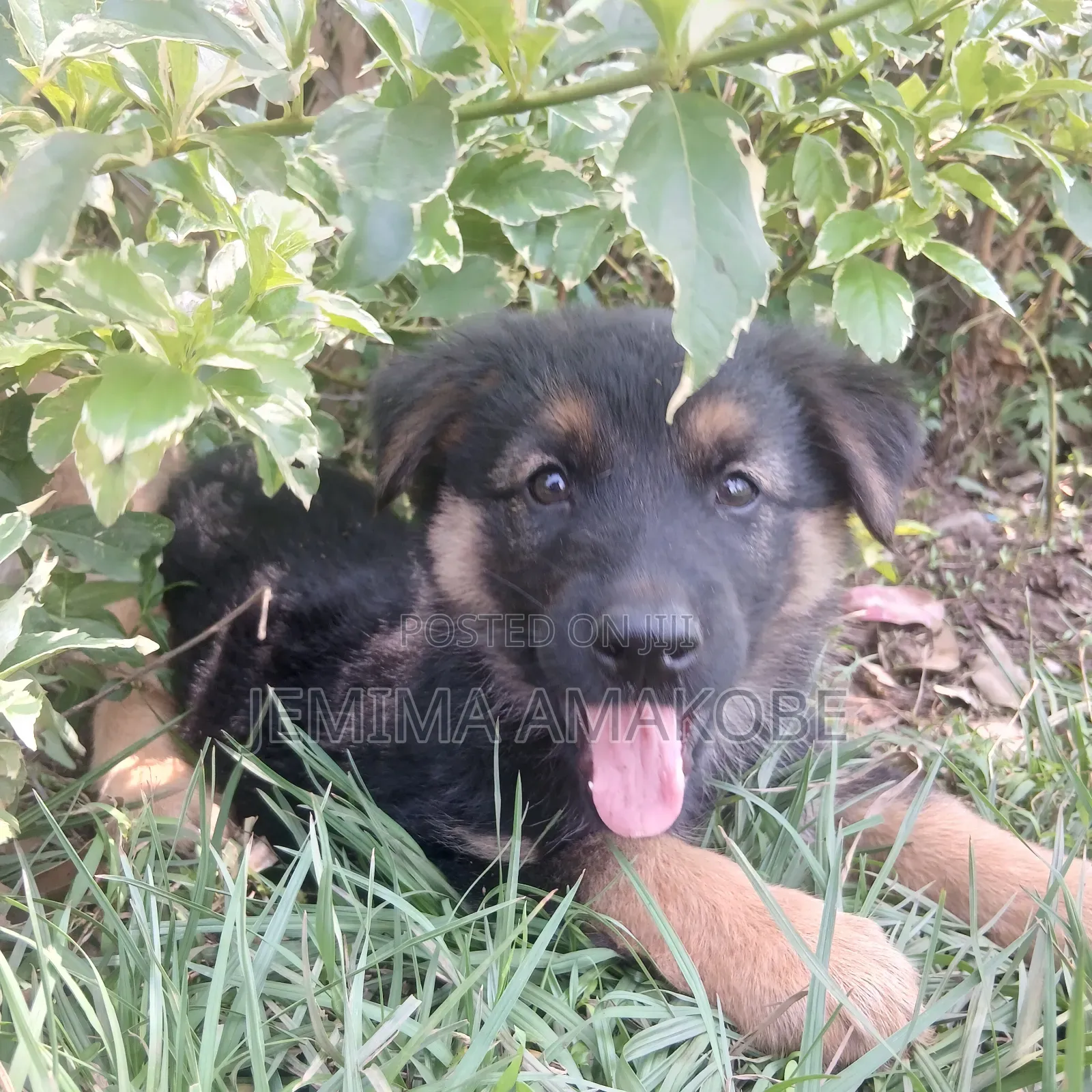 1-3 months Female Mixed Breed German Shepherd