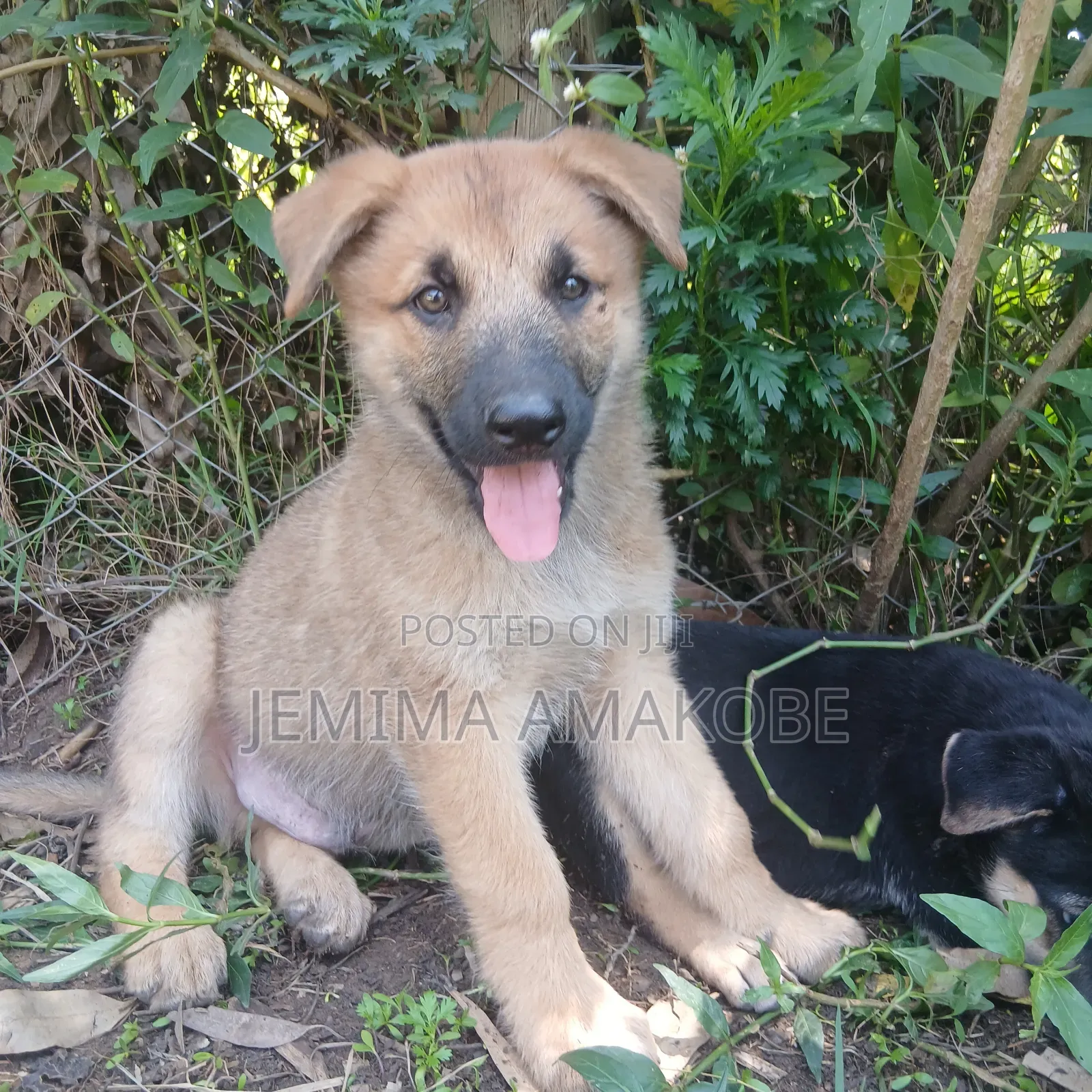 1-3 months Female Mixed Breed German Shepherd