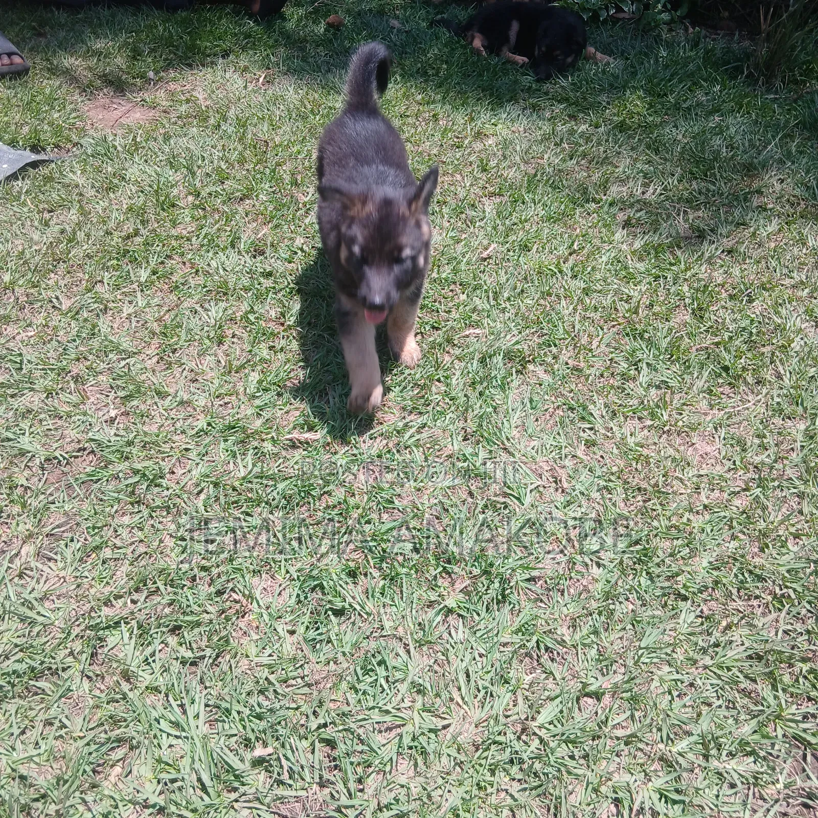 1-3 months Female Mixed Breed German Shepherd