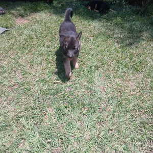 1-3 months Female Mixed Breed German Shepherd