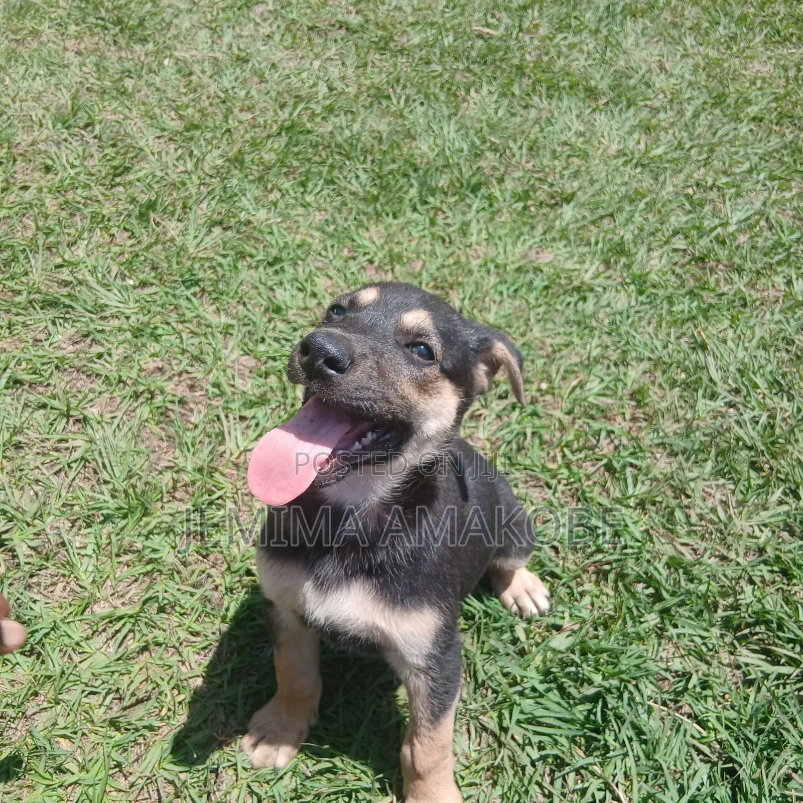 1-3 months Female Mixed Breed German Shepherd