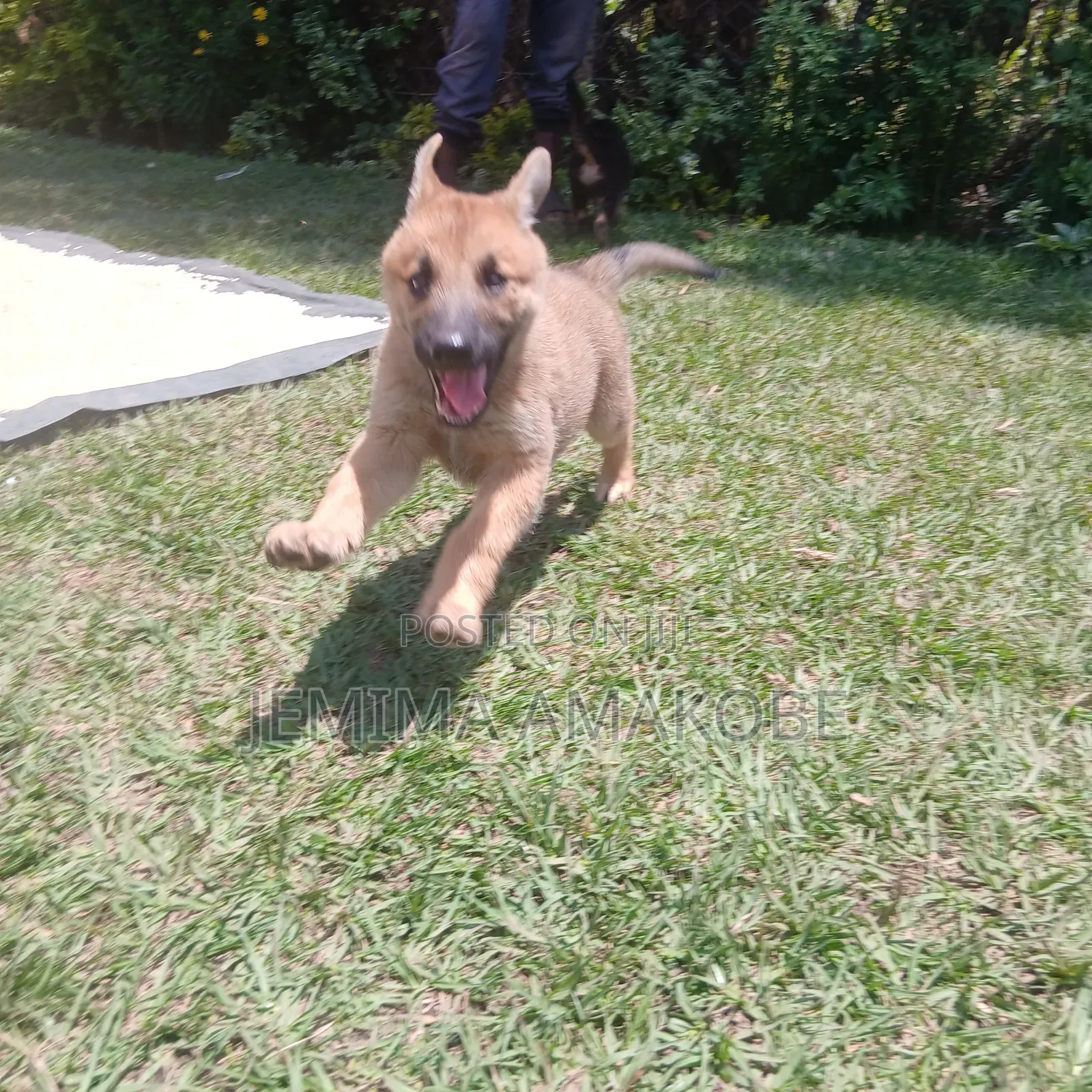 1-3 months Female Mixed Breed German Shepherd