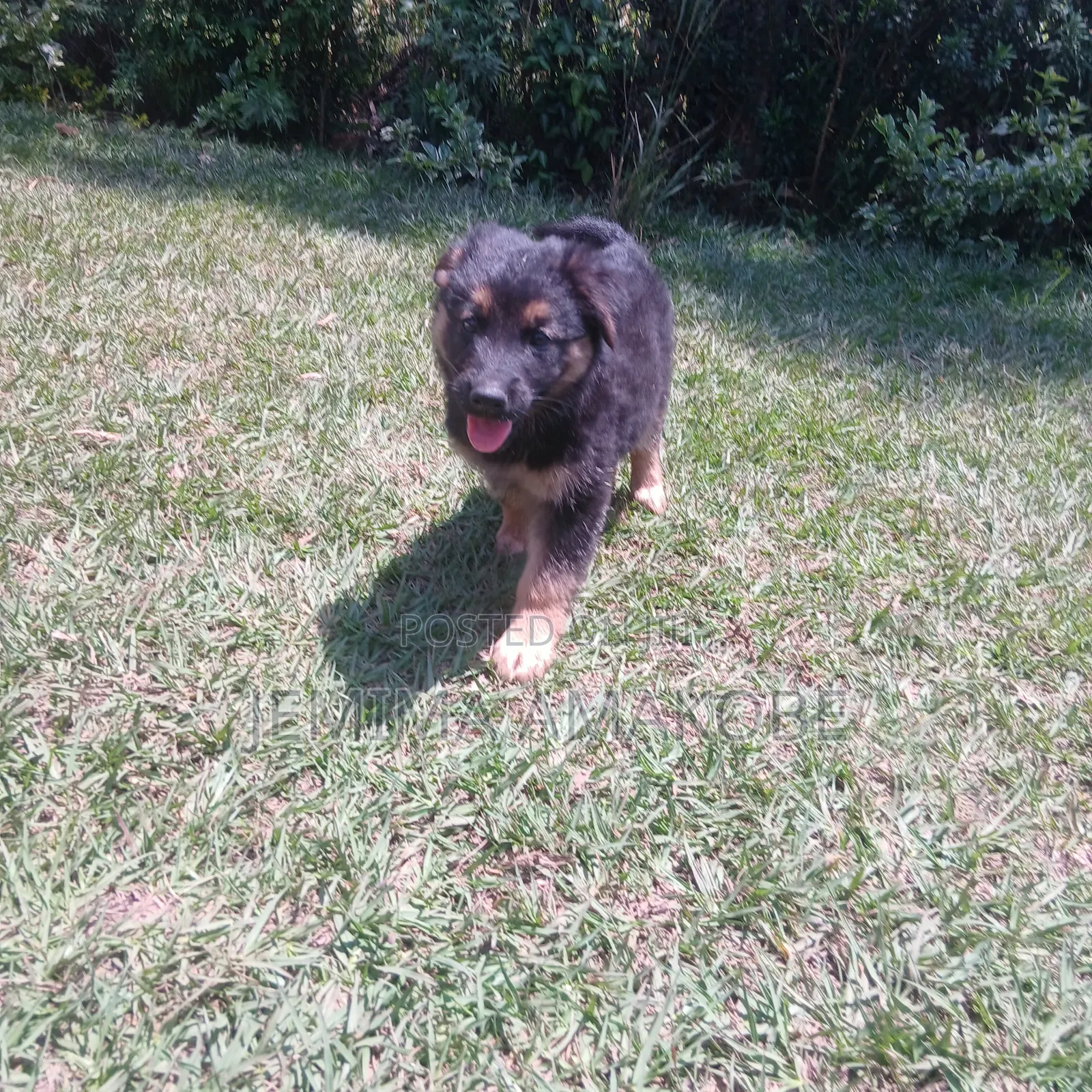 1-3 months Female Mixed Breed German Shepherd